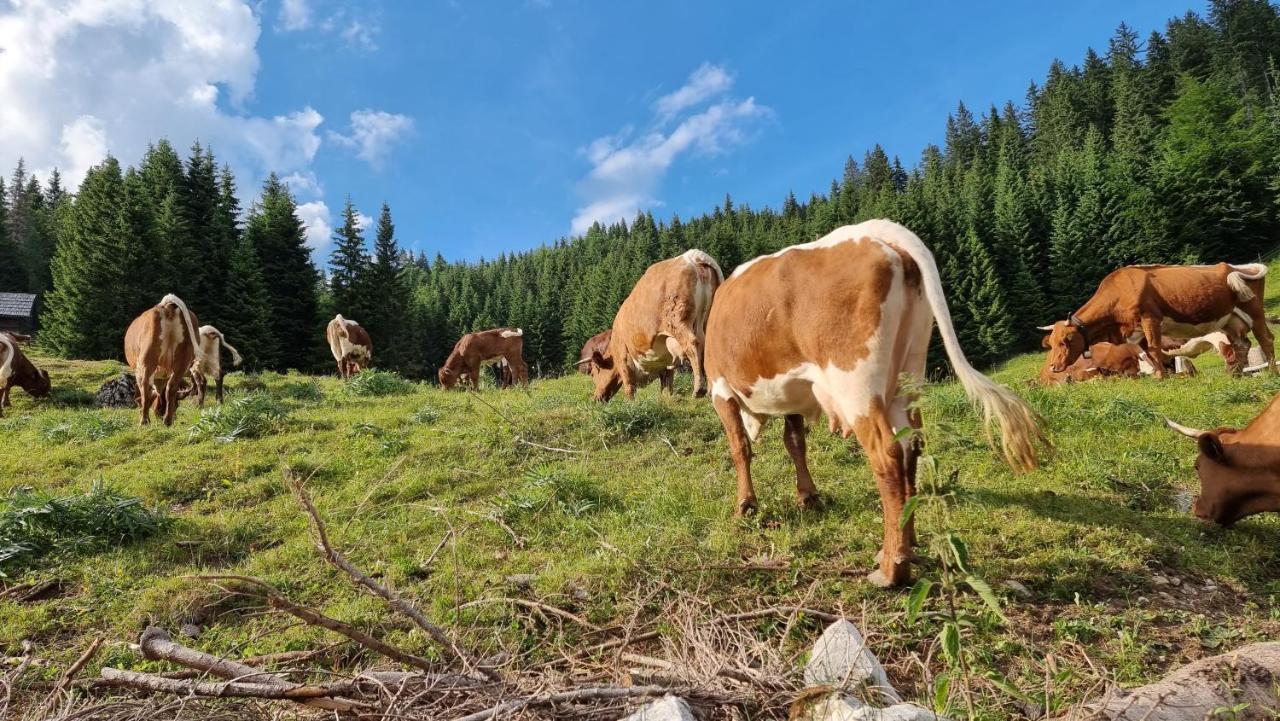 Mountain Eco Chalet Konjska Dolina On 1400 M Asl -Near Pokljuka Srednja Vas v Bohinju ภายนอก รูปภาพ